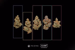 There are many premier brands here at Fire and Oak. One of them is Clade 9. Currently, we offer different kinds of Clade 9 flower, such as “Figueroa Og,” “Fig Bar,” “La Piff,” and “G13.” If it feels like you can’t find those products elsewhere in Mt Holly, there’s a reason for that: we have an exclusivity deal with Clade 9. Recently, we sat down with Dave Holmes, the founder of Clade 9, to talk to him about his products, his process, what goes into Clade 9, and what it’s been like expanding into the New Jersey market. Clade 9 Founder Dave Holmes Tell us about your journey in cannabis. How did you start growing and what is the origin story of Clade 9? I was introduced to Cannabis when I was 9 years old. My uncle was a guerilla grower in the LA National Forest but also had a garden in his backyard. My older brother who was a pot dealer had me harvest some buds from my Uncle’s garden when he wasn’t there. I ended up selling some to my 5th-grade peers and got in trouble. My older brother also ended up getting arrested for that same crop. LOL. My cultivation career came many years later when I was in grad school and my friend showed me his hydro garden. I was blown away by the sophistication and science and immediately started doing it. This was around 1999. The name Clade 9 came about because of my love of genetics and evolution. In grad school, I learned about cladistics and the study of Clades. A Clade is essentially a branch on the tree of life. 
