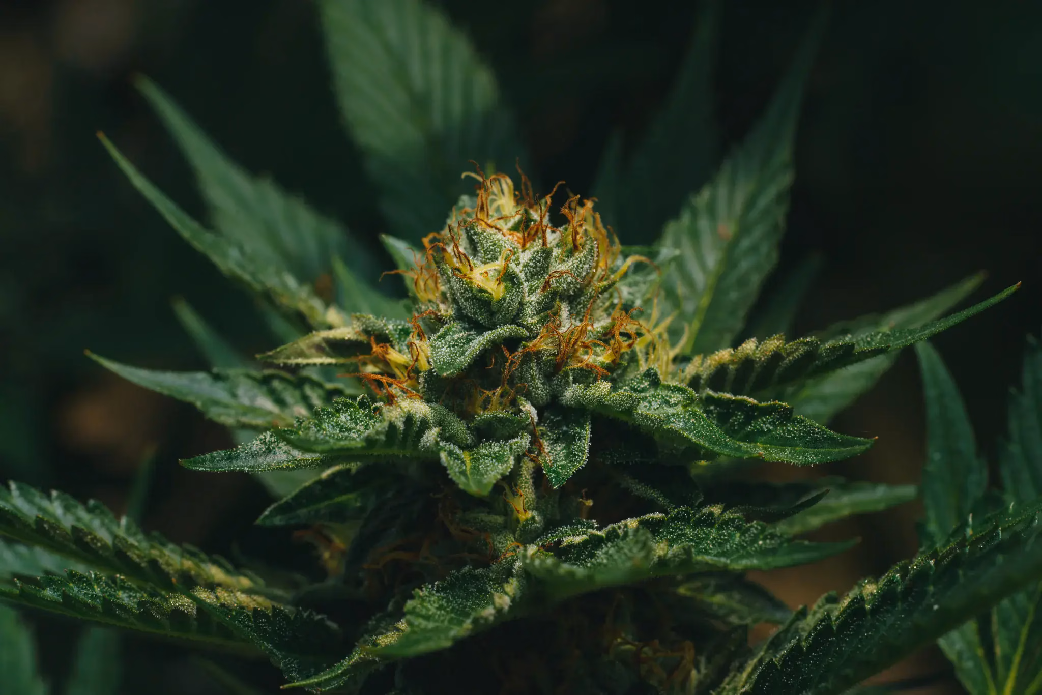 Close-up of high-quality cannabis flower showcasing trichomes and vibrant green buds