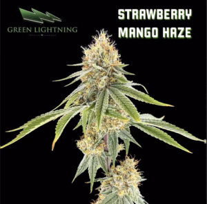 Strawberry Mango Haze - Smalls 7g 15 FIRE & OAK | FIRE & OAK